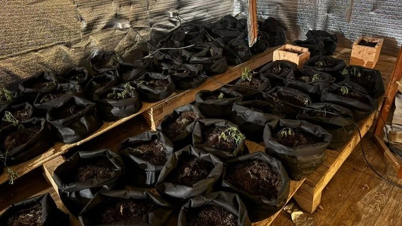 На Франківщині викрили масштабну нарколабораторію з теплицею конопель