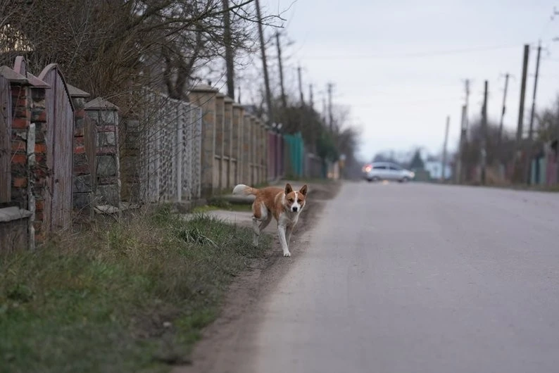Стерилізація безпритульних собак на Франківщині тримається на волонтерах: громади не поспішають брати відповідальність
