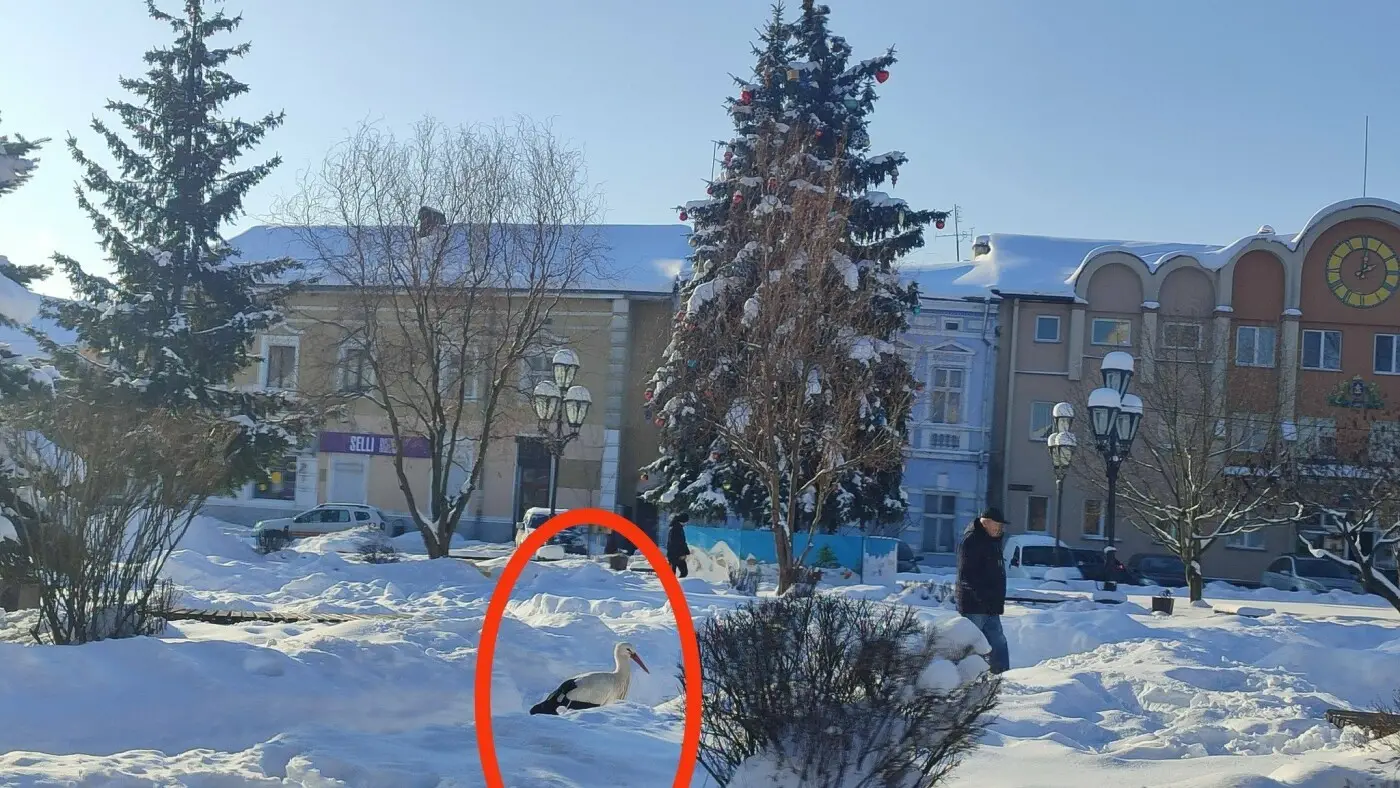 Зимовий лелека оселився у центрі Галича