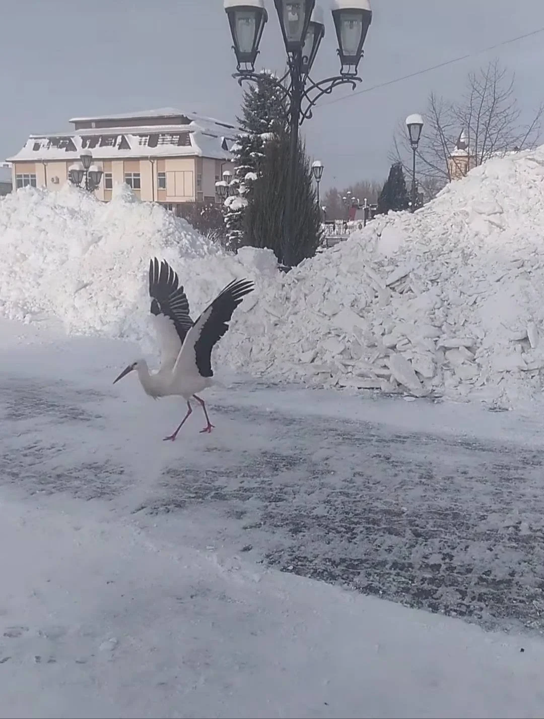 Зимовий лелека оселився у центрі Галича