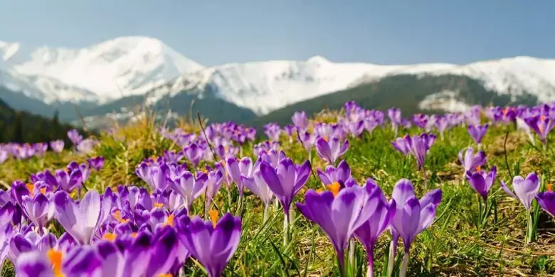 Карпати вкриваються весняними килимами: де на Прикарпатті побачити цвітіння крокусів