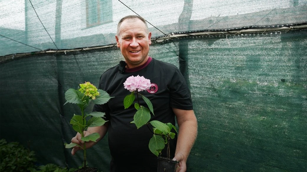 Від акваріумних експериментів до 70 сортів квітучого дива: як подружнє захоплення гортензіями стало бізнесом